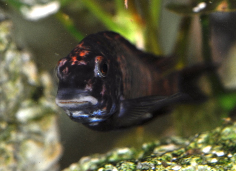 Tropheus sp. 'red' Cape Kipimbi (Kushangaza)